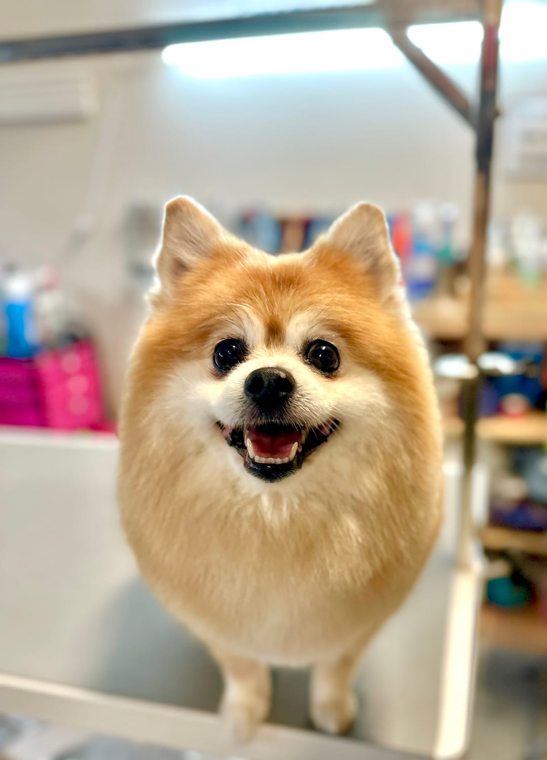 A cream Pomeranian standing on the grooming table after a groom, coat brushed out full and even.