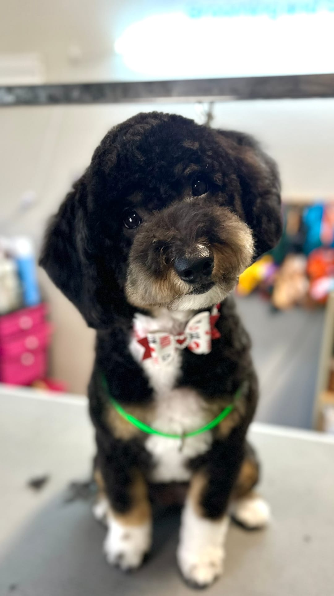 A small black and white curly coated dog in a red bow tie, sitting on the grooming table after a haircut.