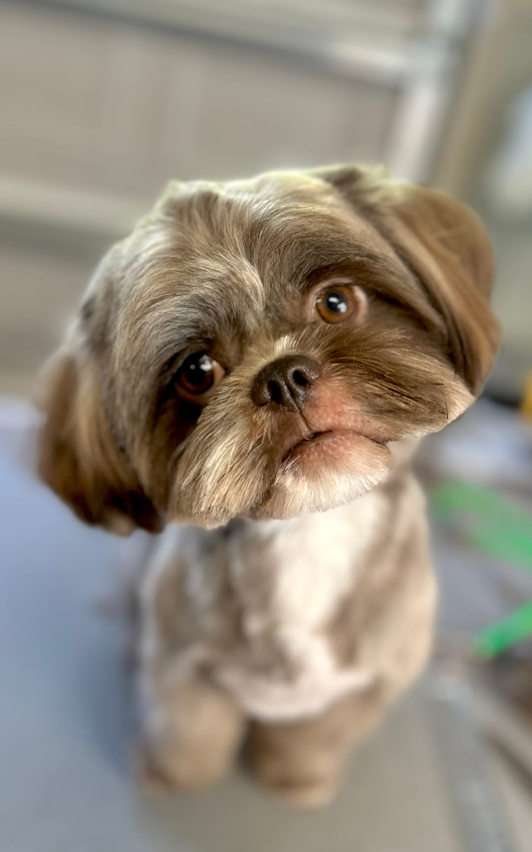 A Shih Tzu after a groom, face trimmed round and the body coat cut short.
