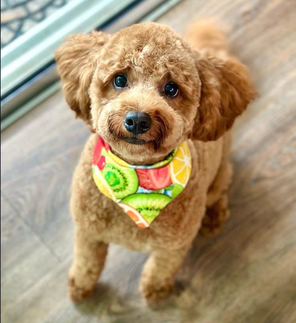 A small apricot dog with a curly coat, in a fruit print bandana, looking up at the camera after a groom.