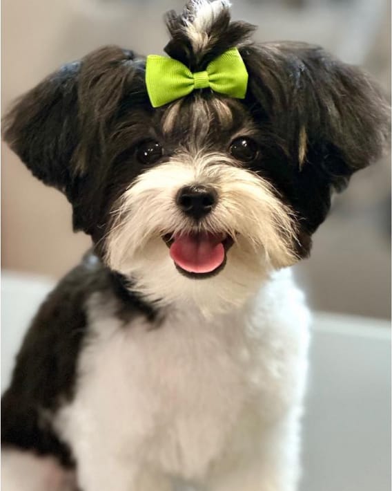 The same dog after a haircut, the coat trimmed short and even and a green bow in its topknot.