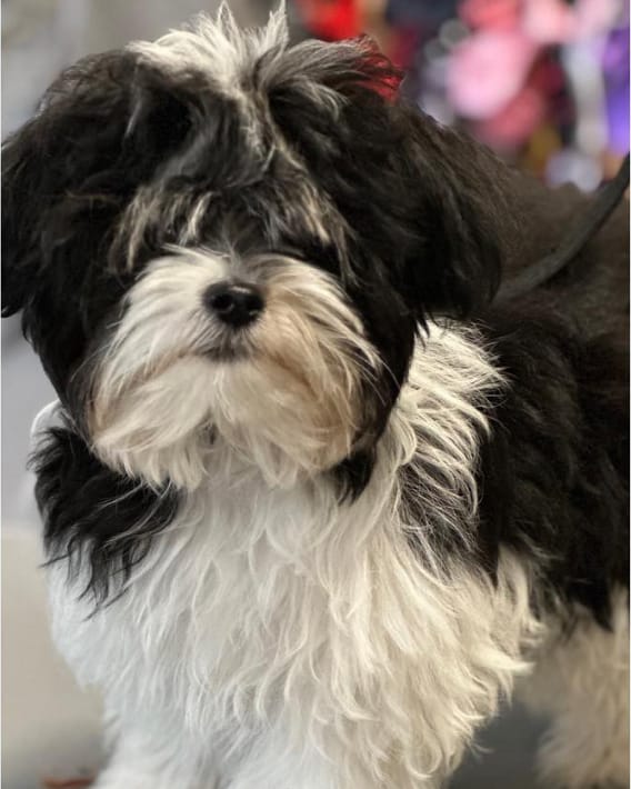 A small black and white dog before grooming, its coat long and shaggy and hanging over its eyes.