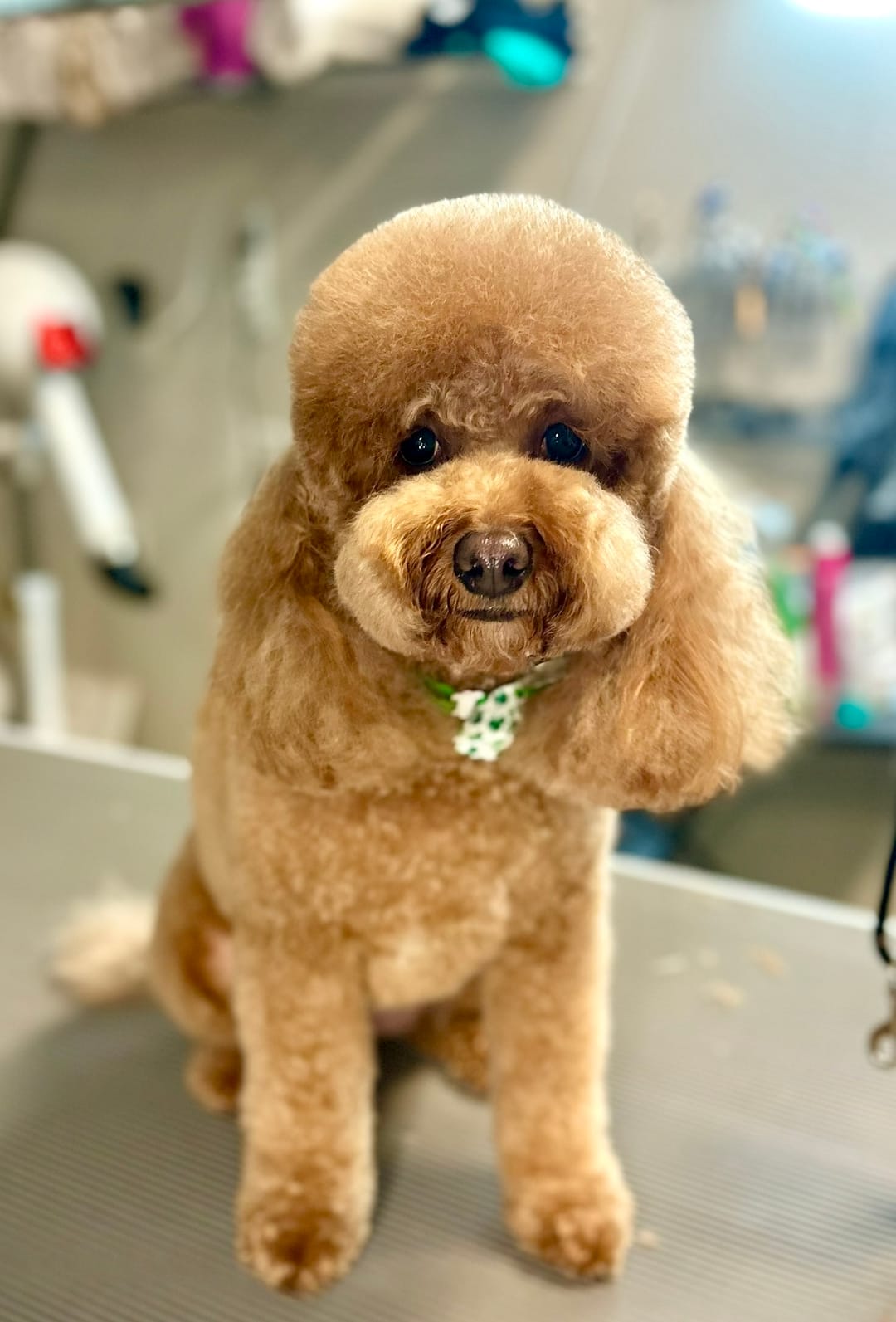 An apricot poodle on the grooming table after a groom, face and legs scissored round and even.