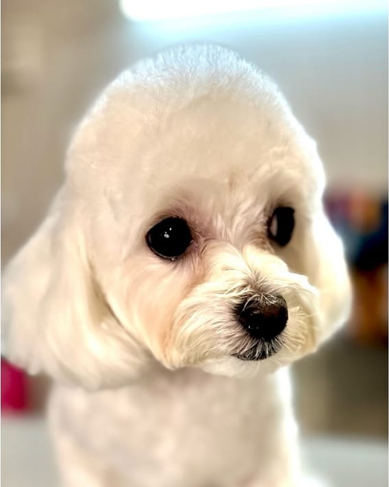 The same dog after a haircut, the head scissored into a smooth round shape and the coat trimmed short.