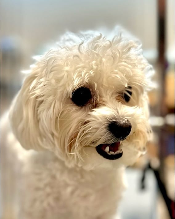 A small white curly coated dog before grooming, the coat on its head grown out and frizzy.
