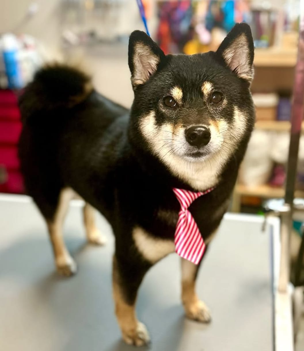 A black and tan Shiba Inu in a red striped tie, standing on the grooming table after a groom.