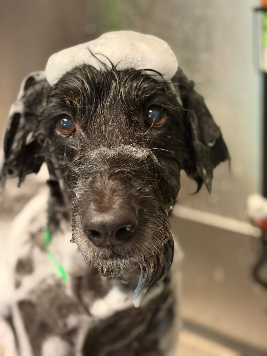 A dark, wiry-coated dog mid-bath at Fresh Tails, a dollop of shampoo on its head, looking straight at the camera.